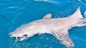 Requin Nourrice Atlantique