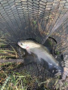 Rainbow Trout
