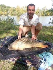 Common Carp