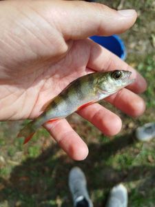 European Perch