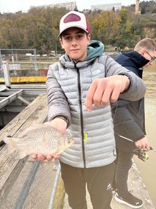 Crucian Carp