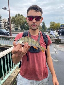 European Perch