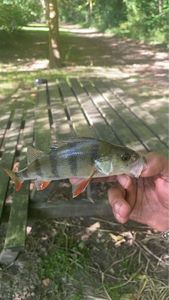 European Perch