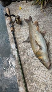 Barbel
