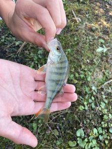 European Perch