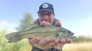 Largemouth Bass