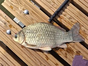 Crucian Carp