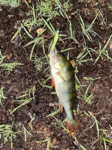 European Perch