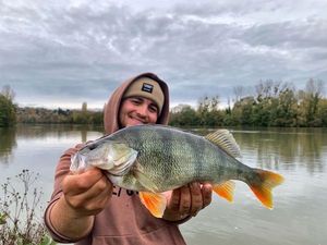European Perch