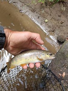 Brown Trout