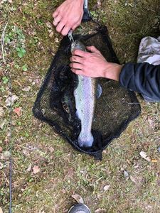 Rainbow Trout