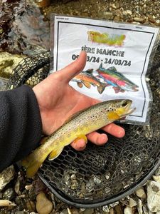 Brown Trout