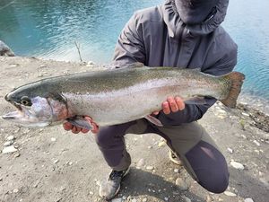 Rainbow Trout
