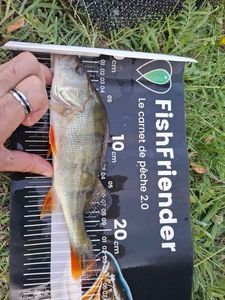 European Perch