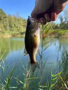 Smallmouth Bass