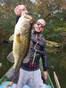 Largemouth Bass