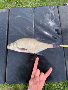 Common Bream