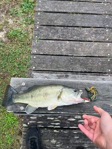 Largemouth Bass