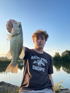 Largemouth Bass
