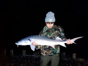 Sturgeon