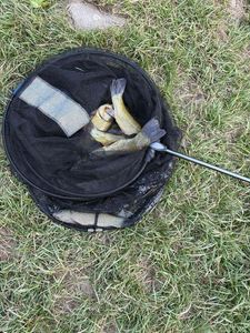 Tench