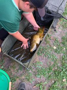 Mirror Carp