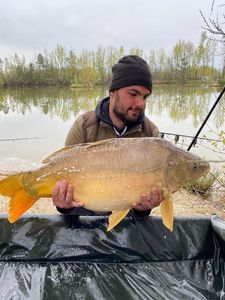 Mirror Carp