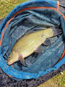 Tench