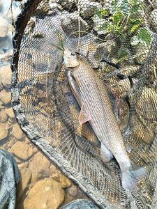 Grayling