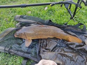 Common Carp