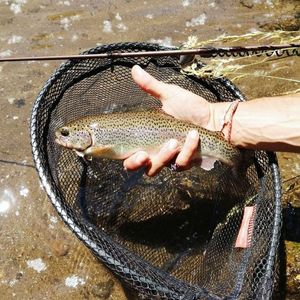 Rainbow Trout