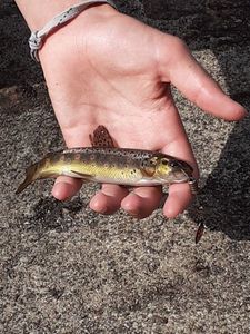 Brown Trout