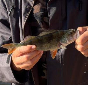 European Perch