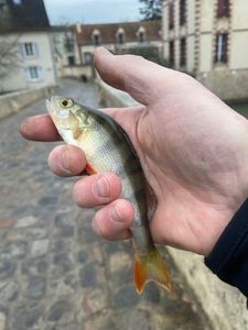 European Perch