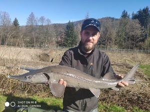 Sturgeon