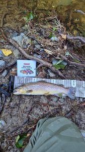 Brown Trout