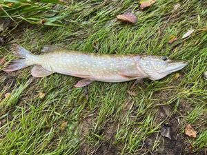Northern Pike