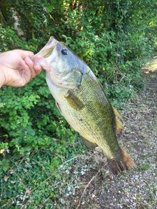 Largemouth Bass