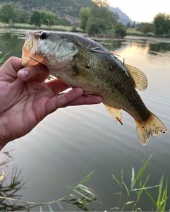Largemouth Bass