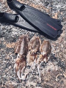 Common Cuttlefish