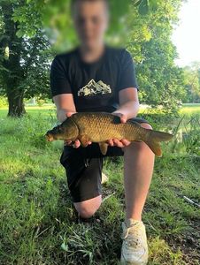 Common Carp