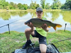 Common Carp