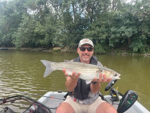 Thicklip Grey Mullet