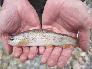 Brown Trout