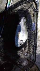 Gilthead Seabream
