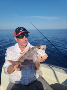 Red Porgy