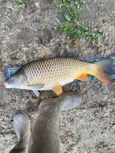 Common Carp