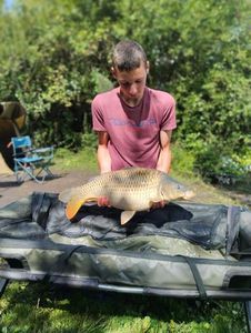 Common Carp