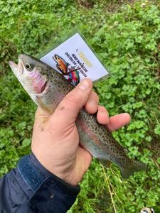 Rainbow Trout