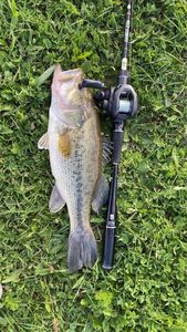 Smallmouth Bass
